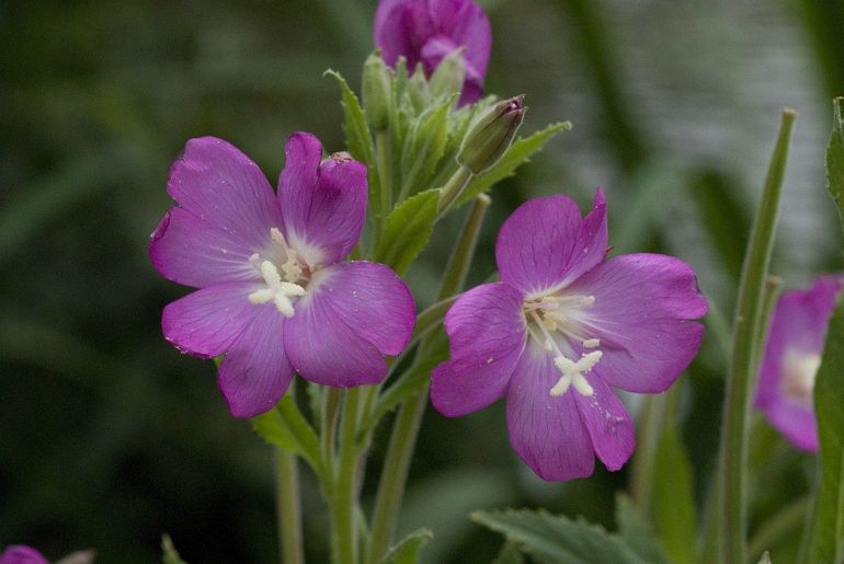 Bij de bloem van het harig wilgenroosje is alles in vieren verdeeld