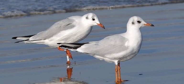 Kokmeeuwen met kleurring