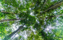 Luis Barreto, WWF-UK Bos, boomkronen
