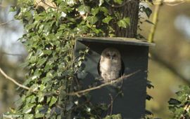 Ben van Draanen eenmalig gebruik Bosuilskuiken Vogelfotogalerij Vogelbescherming