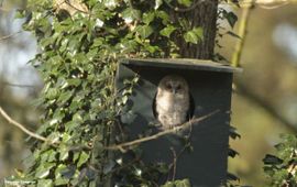 Bosuilskuiken Vogelfotogalerij Vogelbescherming