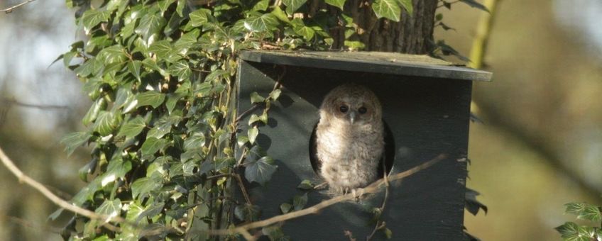 Bosuilskuiken Vogelfotogalerij Vogelbescherming