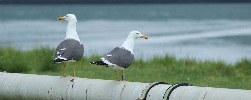 Koppeltje kleine mantelmeeuwen waarvan de vrouw een blauwe kleurring met witte inscriptie draagt