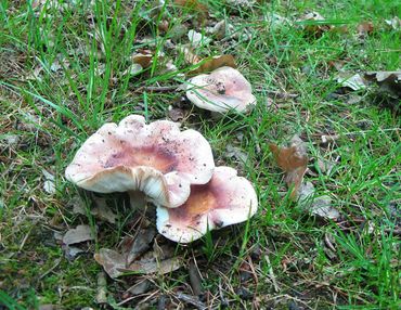 Smakelijke russula's