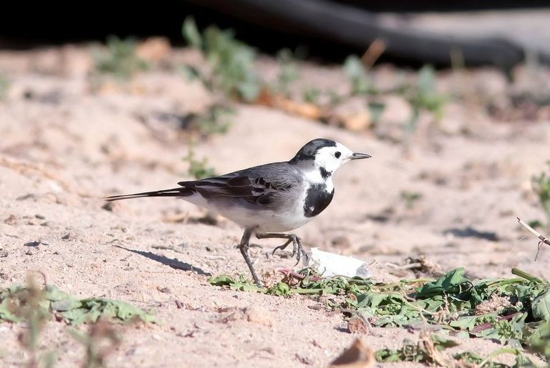 In winterkleed heeft de witte kwikstaart een witte keel en een minder zwart petje. Jonge vogels hebben daarnaast een geel gezicht