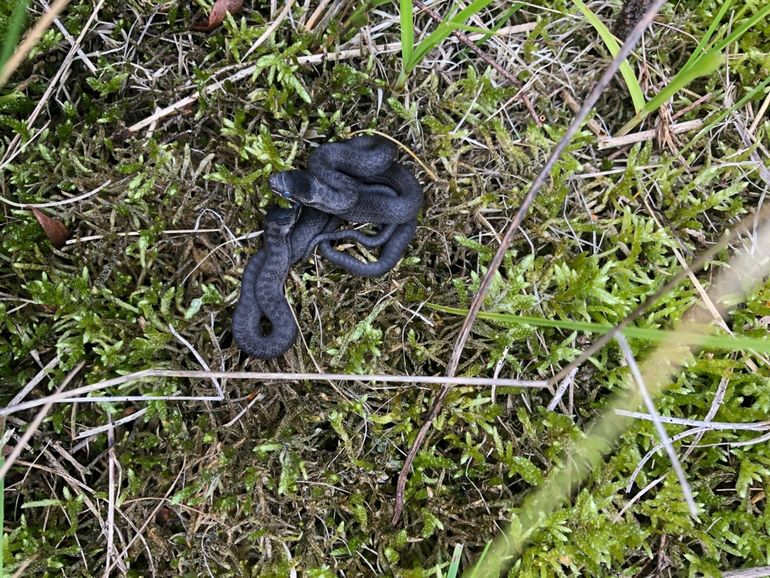 Figuur 3. Juveniele gladde slangen, rond 31 augustus 2021 geboren midden op de zuidelijke spoorpassage 