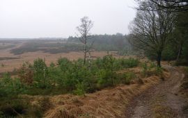 Henk Sierdsma, Saxifraga Veluwe-Imbosch