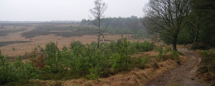 Veluwe-Imbosch