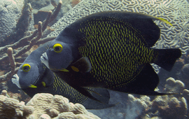 French angel fish.