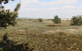 SoortenNL stuifzand - primair