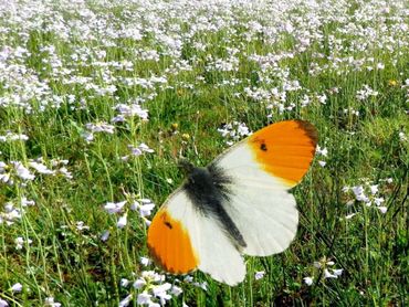 Het oranjetipje heeft onder andere pinksterbloem als waardplant