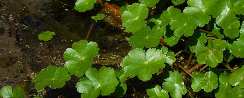 Grote waternavel natuurjournaal