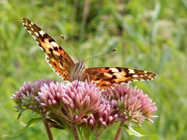 It's incredible how far thistle butterflies can travel