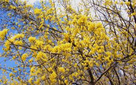 Cornus mas, Gele kornoelje