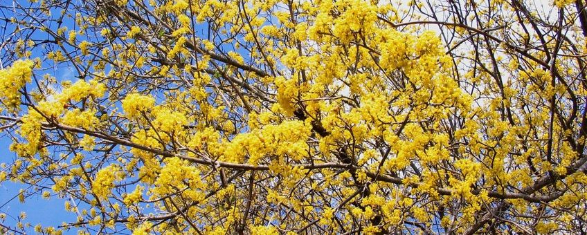 Cornus mas, Gele kornoelje