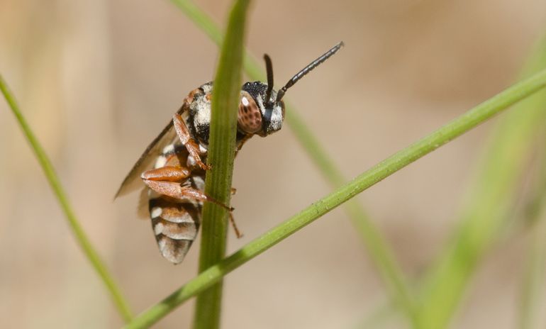 De heideviltbij is een parasitaire bij die veel voorkomt in het havengebied