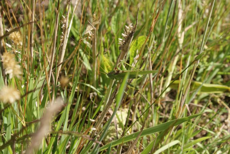 Insecten profiteren van de toegenomen kruidenrijkdom, zoals deze sabelsprinkhaan