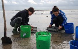 Met de hand kokkels uitgraven en tellen langs een traject van de zee naar de dijk.
Foto: Britas Klemens Eriksson, Rijksuniversiteit Groningen