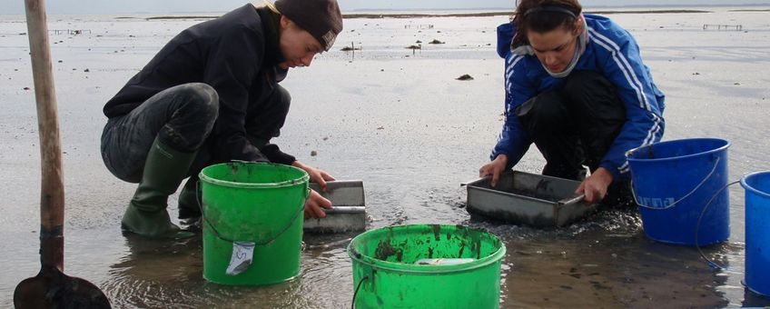 Met de hand kokkels uitgraven en tellen langs een traject van de zee naar de dijk.
Foto: Britas Klemens Eriksson, Rijksuniversiteit Groningen