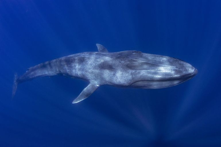 Blauwe vinvis in de oceaan bij Thailand