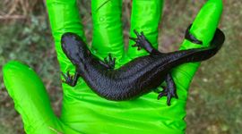 Grote kamsalamander uit omgeving Zutphen