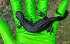 Grote kamsalamander uit omgeving Zutphen