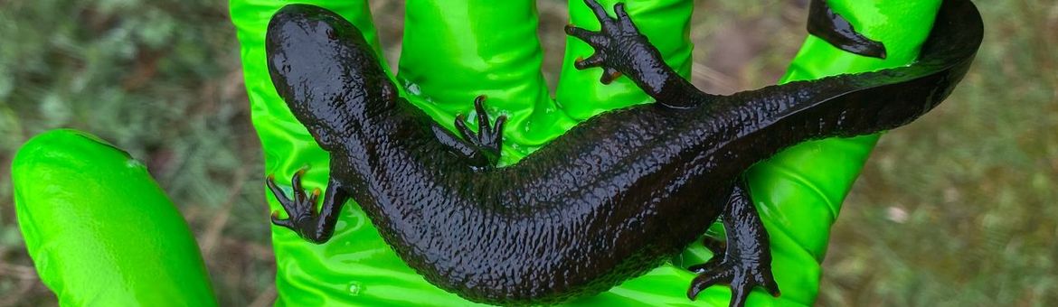 Grote kamsalamander uit omgeving Zutphen