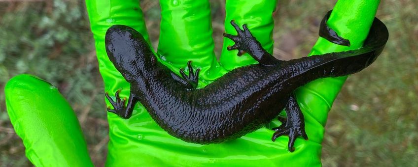 Grote kamsalamander uit omgeving Zutphen