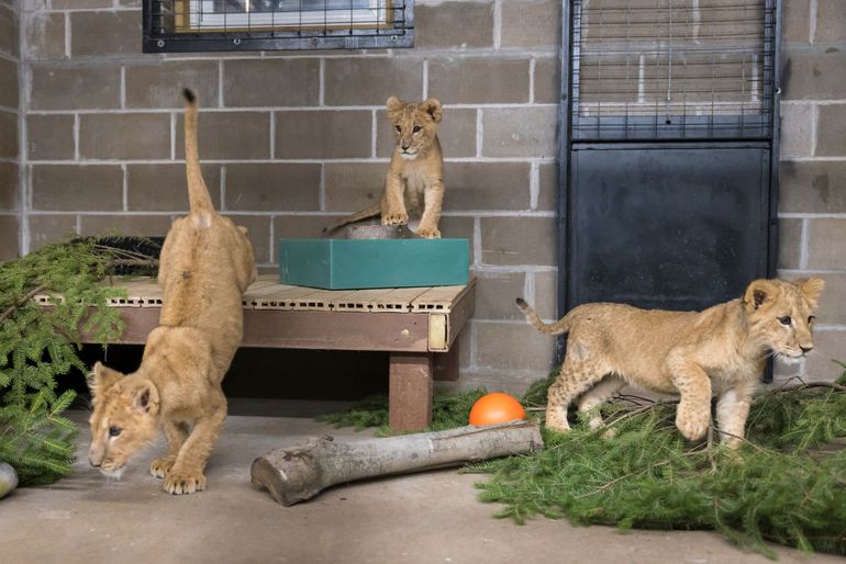 Drie van de vier leeuwenwelpjes op verkenning in The Wildlife Sanctuary