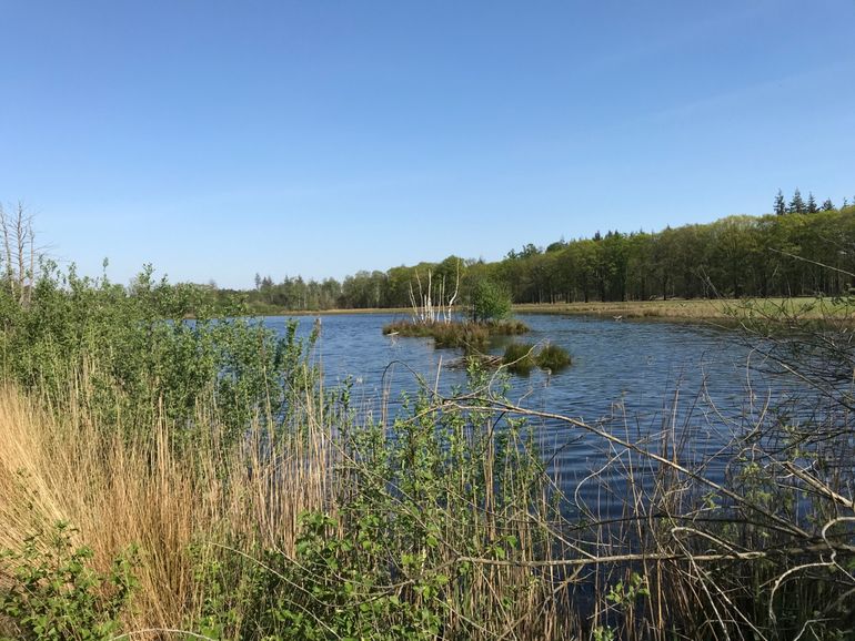 Foto vanaf de oever van het Greveschutven gemaakt. Er worden wilgenstruwelen verwijderd voor meer ruimte voor heide-ontwikkeling. Niet álle wilgen gaan weg, ze hebben ook ecologische en landschappelijke waarde