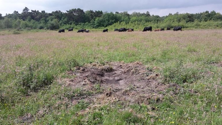 Stierenkuil bij de Sayaguesa's in het Drents Friese Wold