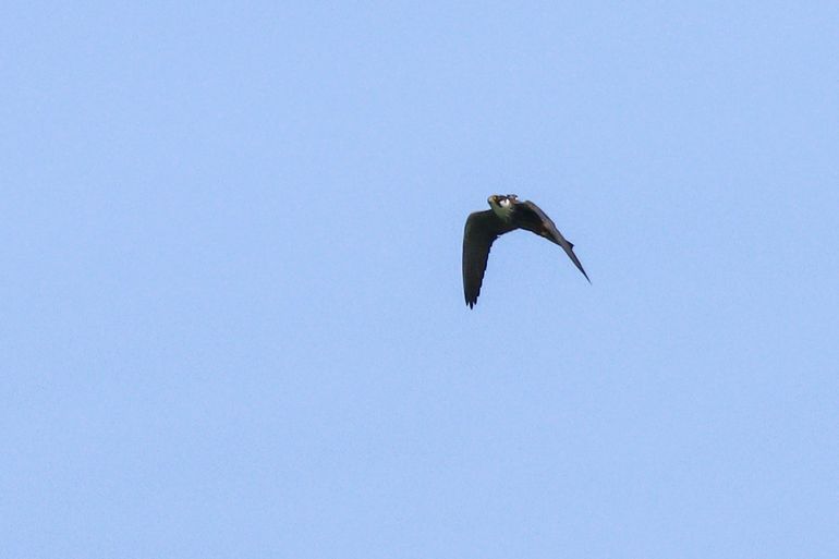 Gezenderde boomvalk Thei in vlucht