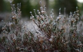 Vienze Ziction, Flickr struikhei, uitgebloeid
