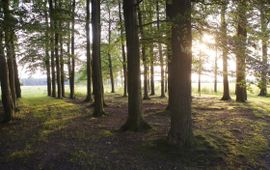 Provincie Utrecht Provincie Utrecht opent nieuwe subsidieregeling voor aanleg van bos