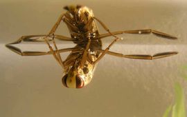 E. van Herk, CC BY-SA 3.0 Bootsmannetje. Notonecta glauca