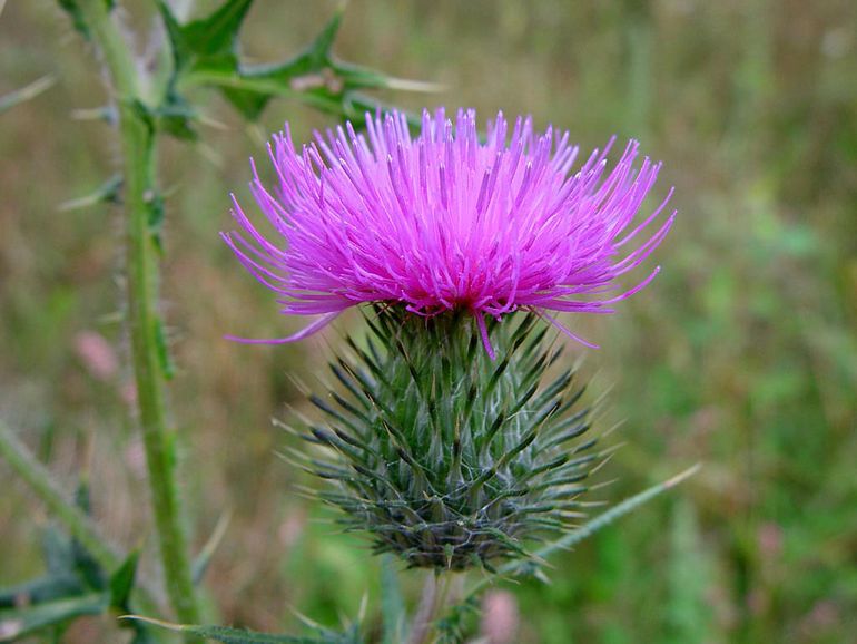 Speerdistel in volle bloei