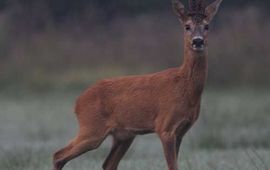 Capreolus capreolus. Reebok. Ree, mannetje