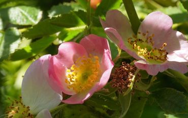 Egelantier in de rozentuin van de Leidse Hortus