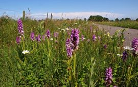 goed beheerde berm in Drenthe