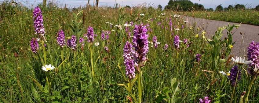 goed beheerde berm in Drenthe