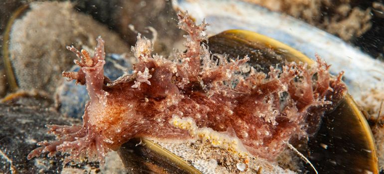 Deze in 2009 in de Oosterschelde gefotografeerde boompjesslak, komt overeen met de wetenschappelijke beschrijving van de de Kleine boompjesslak: de eerste beschreven Nederlandse soort Dendronotus frondosus