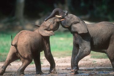 Stoeiende bosolifanten