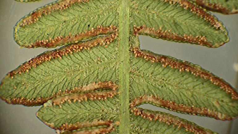 De sporenhoopjes liggen onder de omgekrulde bladrand