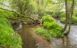 Natuurmonumenten Geul met omgevallen boom
