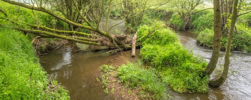 Geul met omgevallen boom