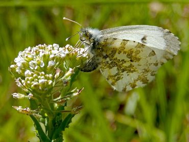 Aan het gekromde achterlijf zie je dat dit vrouwtje bezig is met ei-afzet, hier op witte krodde, ook een kruisbloemige