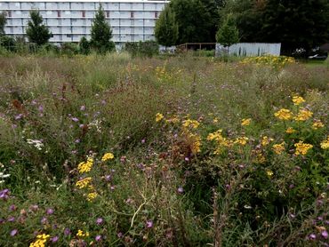 In de idylles van De Vlinderstichting wordt gewerkt met inheemse, meerjarige soorten