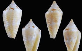 Cone Snails