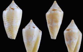 Petuch, E. and Berschauer, D. Cone Snails