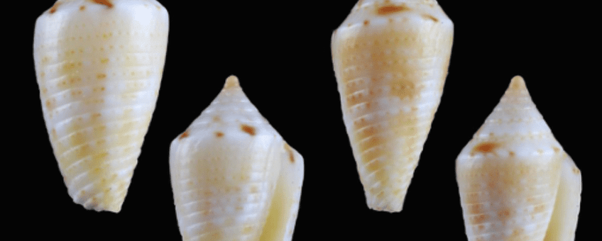 Cone Snails